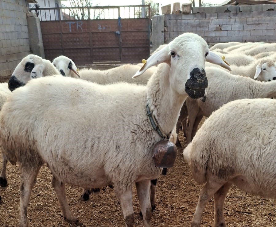 Küçük baş kurbanlık