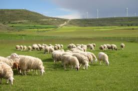 Konya Kurbanlık Hayvanlar