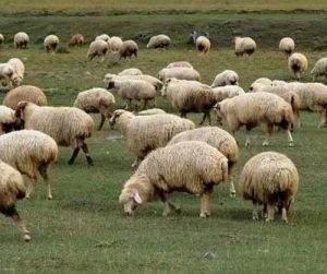 Konya Kurbanlık Koyunlar